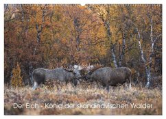 Der Elch - König der skandinavischen Wälder (Wandkalender 2025 DIN A2 quer), CALVENDO Monatskalender