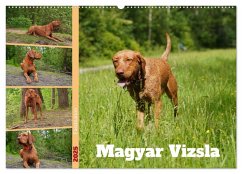 Faszination Magyar Vizsla (Wandkalender 2025 DIN A2 quer), CALVENDO Monatskalender - Calvendo;Paul - Babetts Bildergalerie, Babett