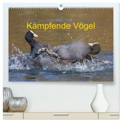 Kämpfende Vögel (hochwertiger Premium Wandkalender 2025 DIN A2 quer), Kunstdruck in Hochglanz - Calvendo;Martin (GDT), Wilfried