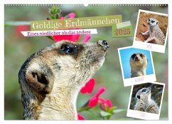 Goldige Erdmännchen (Wandkalender 2025 DIN A2 quer), CALVENDO Monatskalender