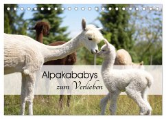 Alpakababys zum Verlieben (Tischkalender 2025 DIN A5 quer), CALVENDO Monatskalender