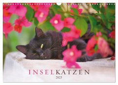Inselkatzen (Wandkalender 2025 DIN A3 quer), CALVENDO Monatskalender