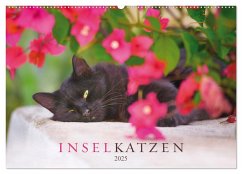 Inselkatzen (Wandkalender 2025 DIN A2 quer), CALVENDO Monatskalender