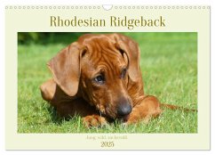 Rhodesian Ridgeback - Jung, wild, zuckersüß (Wandkalender 2025 DIN A3 quer), CALVENDO Monatskalender - Calvendo;Bodsch, Birgit