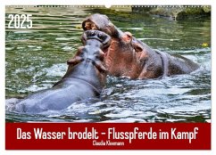 Das Wasser brodelt - Flusspferde im Kampf (Wandkalender 2025 DIN A2 quer), CALVENDO Monatskalender