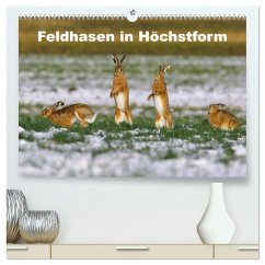 Feldhasen in Höchstform (hochwertiger Premium Wandkalender 2025 DIN A2 quer), Kunstdruck in Hochglanz