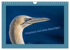 Helgoland und seine Basstölpel (Wandkalender 2025 DIN A4 quer), CALVENDO Monatskalender - Calvendo;Heyde, Wiebke von der