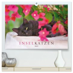 Inselkatzen (hochwertiger Premium Wandkalender 2025 DIN A2 quer), Kunstdruck in Hochglanz