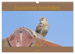 Faszination Turmfalken (Wandkalender 2025 DIN A3 quer), CALVENDO Monatskalender