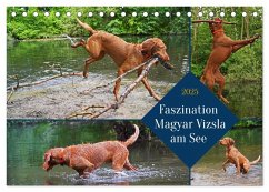 Faszination Magyar Vizsla am See (Tischkalender 2025 DIN A5 quer), CALVENDO Monatskalender