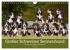 Großer Schweizer Sennenhund - Mit Schweizer Welpen durch das Jahr (Wandkalender 2025 DIN A4 quer), CALVENDO Monatskalender