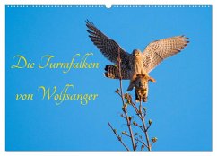 Die Turmfalken von Wolfsanger (Wandkalender 2025 DIN A2 quer), CALVENDO Monatskalender