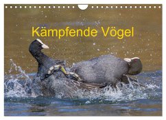 Kämpfende Vögel (Wandkalender 2025 DIN A4 quer), CALVENDO Monatskalender - Calvendo;Martin (GDT), Wilfried