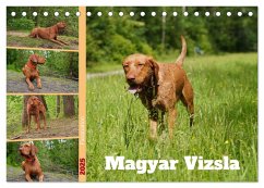 Faszination Magyar Vizsla (Tischkalender 2025 DIN A5 quer), CALVENDO Monatskalender