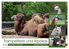 Trampeltiere und Alpakas (Wandkalender 2025 DIN A2 quer), CALVENDO Monatskalender