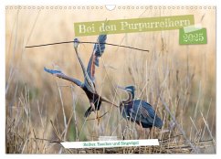 Bei den Purpurreihern (Wandkalender 2025 DIN A3 quer), CALVENDO Monatskalender - Calvendo;Bauer, Frederic