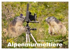 Alpenmurmeltiere - Stars vor der Kamera (Wandkalender 2025 DIN A2 quer), CALVENDO Monatskalender - Calvendo;Schoerkhuber, Johann