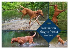 Faszination Magyar Vizsla am See (Wandkalender 2025 DIN A2 quer), CALVENDO Monatskalender - Calvendo;Paul - Babetts Bildergalerie, Babett