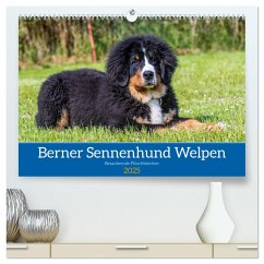 Berner Sennenhund Welpen - Bezaubernde Plüschbärchen (hochwertiger Premium Wandkalender 2025 DIN A2 quer), Kunstdruck in Hochglanz