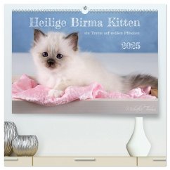 Heilige Birma Kitten - ein Traum auf weißen Pfötchen (hochwertiger Premium Wandkalender 2025 DIN A2 quer), Kunstdruck in Hochglanz