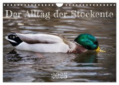 Der Alltag der Stockente (Wandkalender 2025 DIN A4 quer), CALVENDO Monatskalender