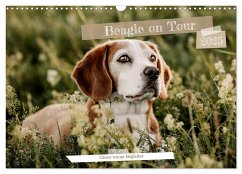 Beagle - Unser treuer Begleiter (Wandkalender 2025 DIN A3 quer), CALVENDO Monatskalender