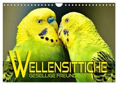 Wellensittiche - gesellige Freunde (Wandkalender 2025 DIN A4 quer), CALVENDO Monatskalender - Calvendo;Utz, Renate