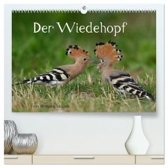 Der Wiedehopf (hochwertiger Premium Wandkalender 2025 DIN A2 quer), Kunstdruck in Hochglanz