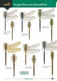 Dragonflies and damselflies Dragonflies and damselflies