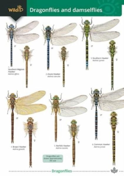Dragonflies and damselflies Dragonflies and damselflies