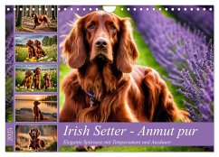 Irish Setter - Anmut pur (Wandkalender 2025 DIN A4 quer), CALVENDO Monatskalender