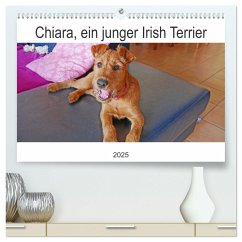 Chiara, ein junger Irish Terrier (hochwertiger Premium Wandkalender 2025 DIN A2 quer), Kunstdruck in Hochglanz - Calvendo;Schimon, Claudia