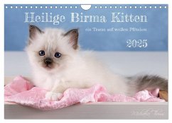 Heilige Birma Kitten - ein Traum auf weißen Pfötchen (Wandkalender 2025 DIN A4 quer), CALVENDO Monatskalender - Calvendo;Thoms, Michaela