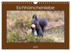 Eichhörnchenliebe (Wandkalender 2025 DIN A4 quer), CALVENDO Monatskalender