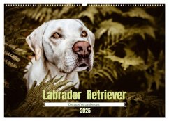 Verzauberung Labrador Retriever 2025 (Wandkalender 2025 DIN A2 quer), CALVENDO Monatskalender