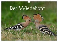 Der Wiedehopf (Wandkalender 2025 DIN A3 quer), CALVENDO Monatskalender - Calvendo;Lequen, Wolfgang