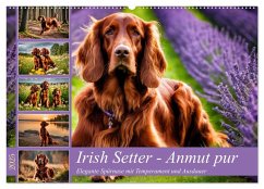 Irish Setter - Anmut pur (Wandkalender 2025 DIN A2 quer), CALVENDO Monatskalender