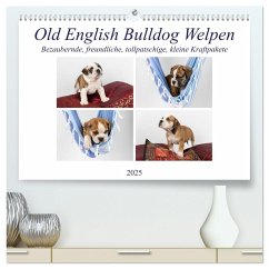 Old English Bulldog Welpen (hochwertiger Premium Wandkalender 2025 DIN A2 quer), Kunstdruck in Hochglanz