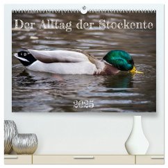 Der Alltag der Stockente (hochwertiger Premium Wandkalender 2025 DIN A2 quer), Kunstdruck in Hochglanz - Calvendo;Mahrhofer, Verena