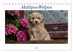Maltipoo Welpen (Tischkalender 2025 DIN A5 quer), CALVENDO Monatskalender