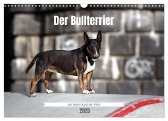 Der Bullterrier der beste Hund der Welt (Wandkalender 2025 DIN A3 quer), CALVENDO Monatskalender - Calvendo;Janetzek, Yvonne