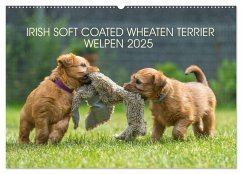 IRISH SOFT COATED WHEATEN TERRIER WELPEN 2025 (Wandkalender 2025 DIN A2 quer), CALVENDO Monatskalender - Calvendo;Mirsberger, Annett