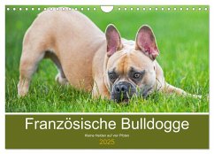 Französische Bulldogge - Kleine Helden auf vier Pfoten (Wandkalender 2025 DIN A4 quer), CALVENDO Monatskalender