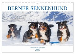 Berner Sennenhund - Ein Traum auf vier Pfoten (Wandkalender 2025 DIN A3 quer), CALVENDO Monatskalender - Calvendo;Starick, Sigrid