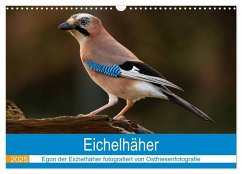 Eichelhäher - Egon der Eichelhäher fotografiert von Ostfriesenfotografie (Wandkalender 2025 DIN A3 quer), CALVENDO Monatskalender