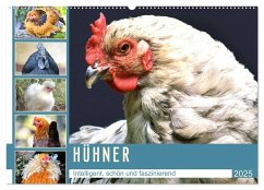 Hühner. Intelligent, schön und faszinierend (Wandkalender 2025 DIN A2 quer), CALVENDO Monatskalender