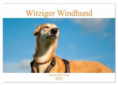 Witziger Windhund - Portugiesischer Galgo (Wandkalender 2025 DIN A2 quer), CALVENDO Monatskalender