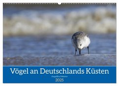 Vögel an Deutschlands Küsten (Wandkalender 2025 DIN A2 quer), CALVENDO Monatskalender