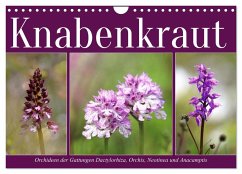 Knabenkraut (Wandkalender 2025 DIN A4 quer), CALVENDO Monatskalender