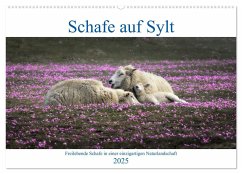 Schafe auf Sylt (Wandkalender 2025 DIN A2 quer), CALVENDO Monatskalender